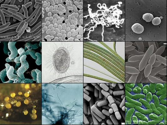 Bacteria in water microscopic view