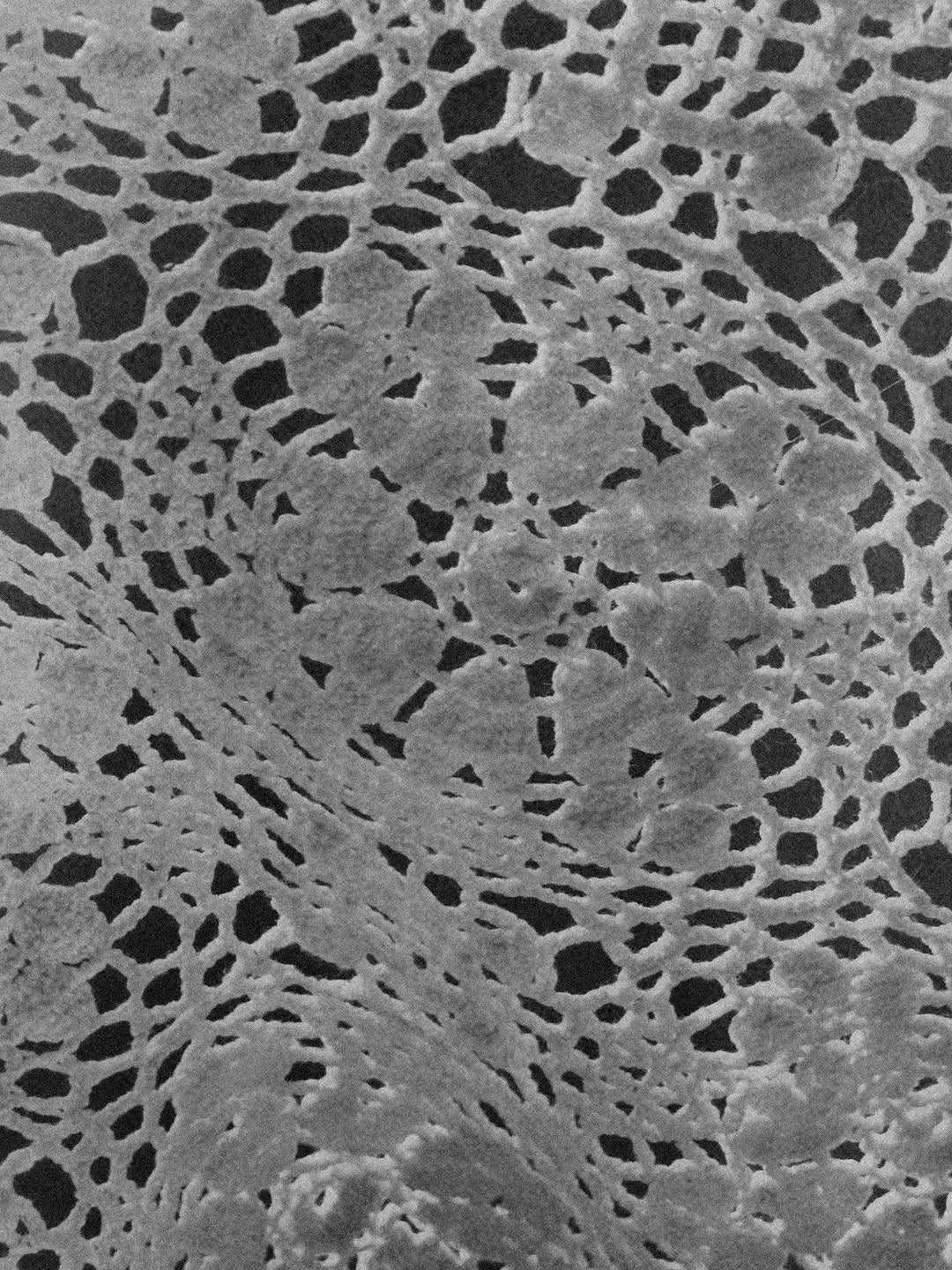 Organic cellular texture - activated carbon fibre for purer water.