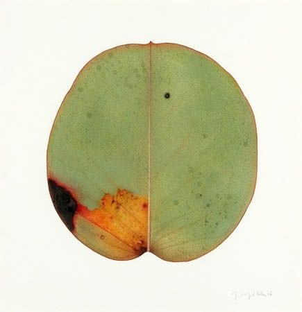 Ensamma eucalyptus-blad – ren natur och renhet.