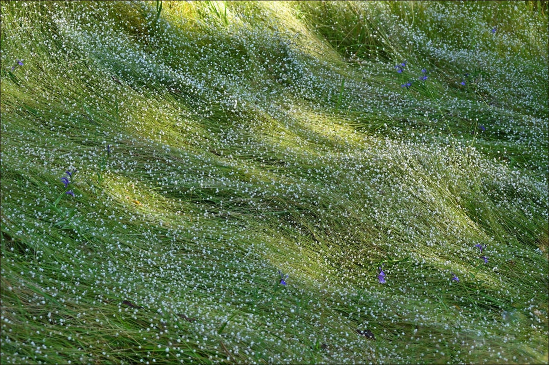 Grön äng med små vita och enstaka lila blommor, belyst av solljus som skapar ljusa stråk och skuggor.