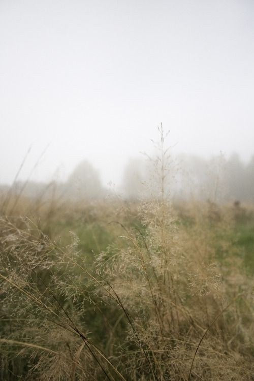 Mineralstream duschfilter – ärlig jämförelse och test (misty landscape, tall grass, foggy background)